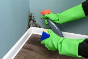 how to identify and remove mold from your home